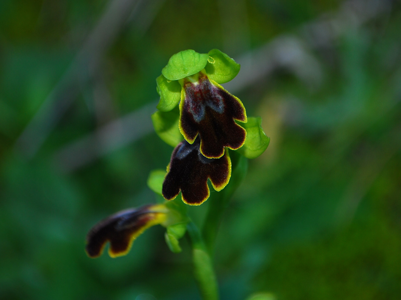 O. panormitane Iblee