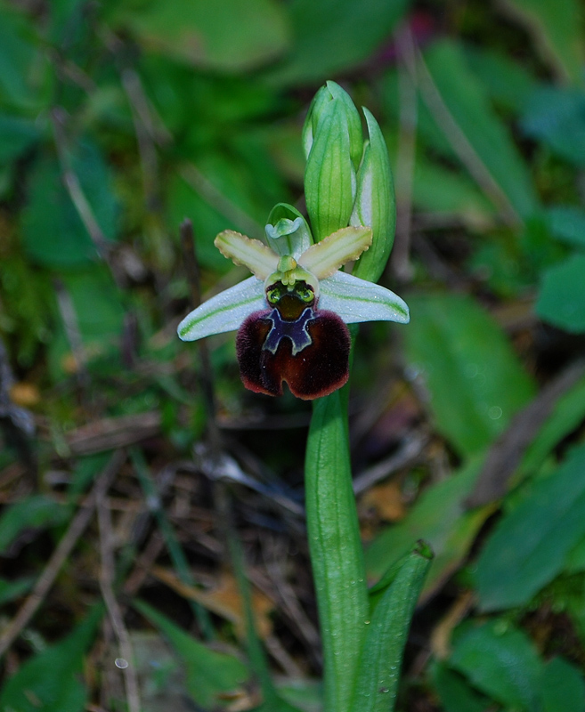 O. panormitane Iblee