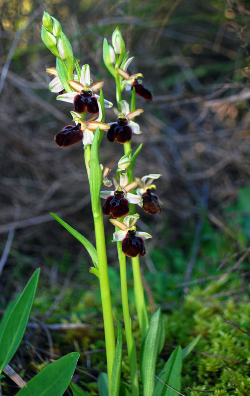 O. panormitane Iblee