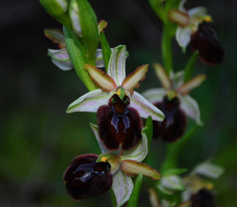 Ophrys exaltata (e confronto con O. panormitana)