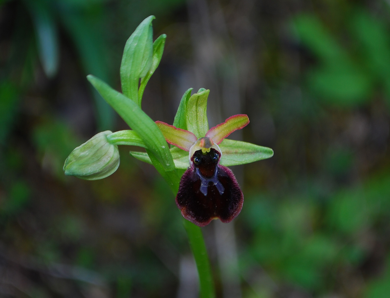 Ophrys exaltata e forme intermedie.