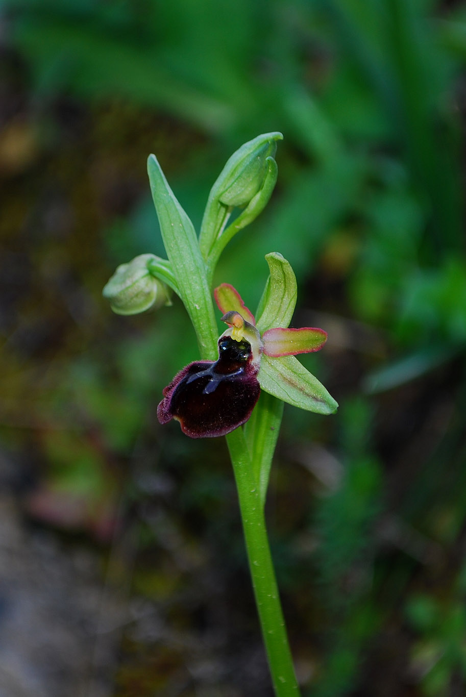 Ophrys exaltata e forme intermedie.