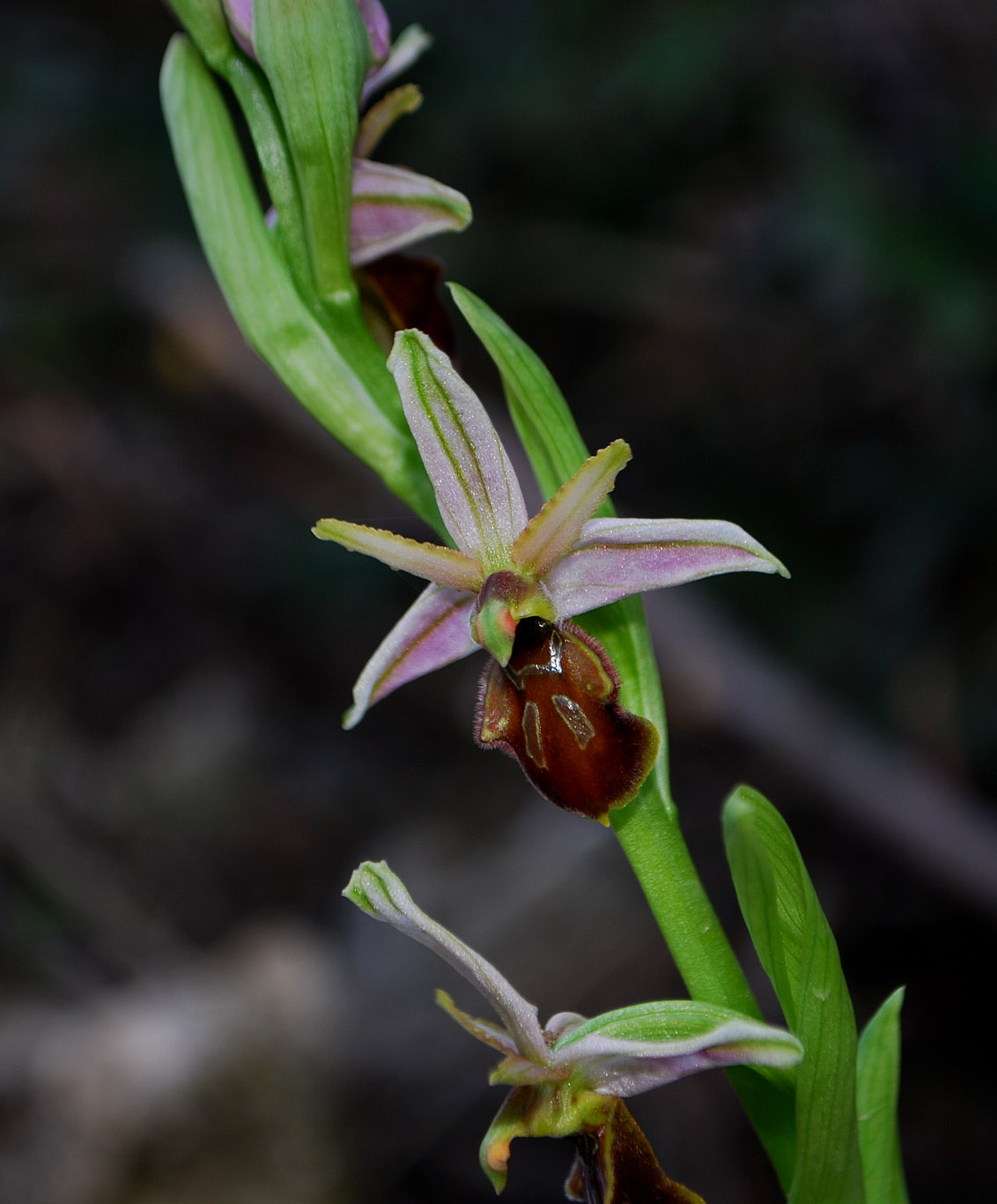 Ophrys exaltata e forme intermedie.