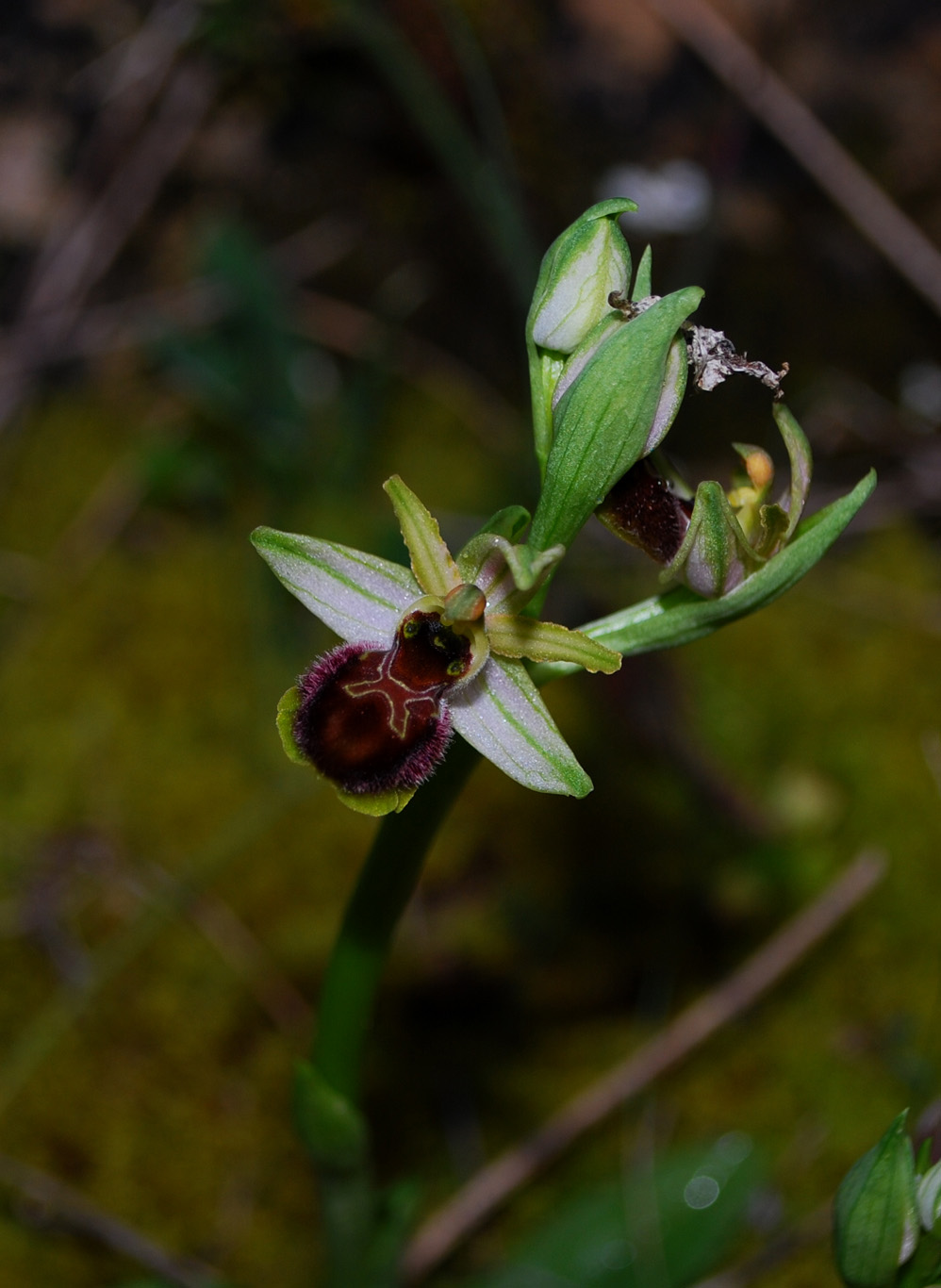 Ophrys exaltata e forme intermedie.