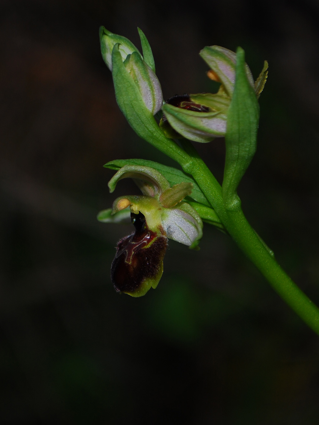 Ophrys exaltata e forme intermedie.