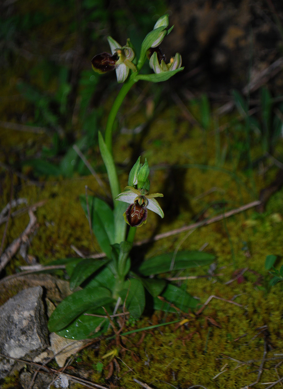 Ophrys exaltata e forme intermedie.