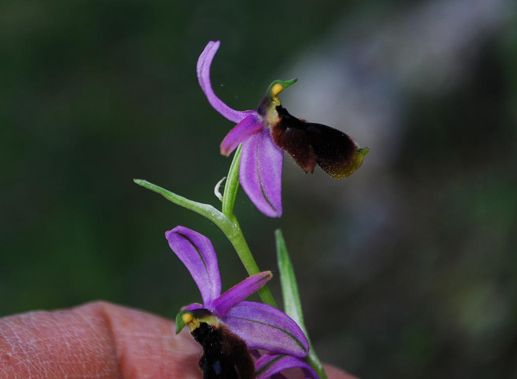 Ophrys lunulata - Pantalica - Sicilia