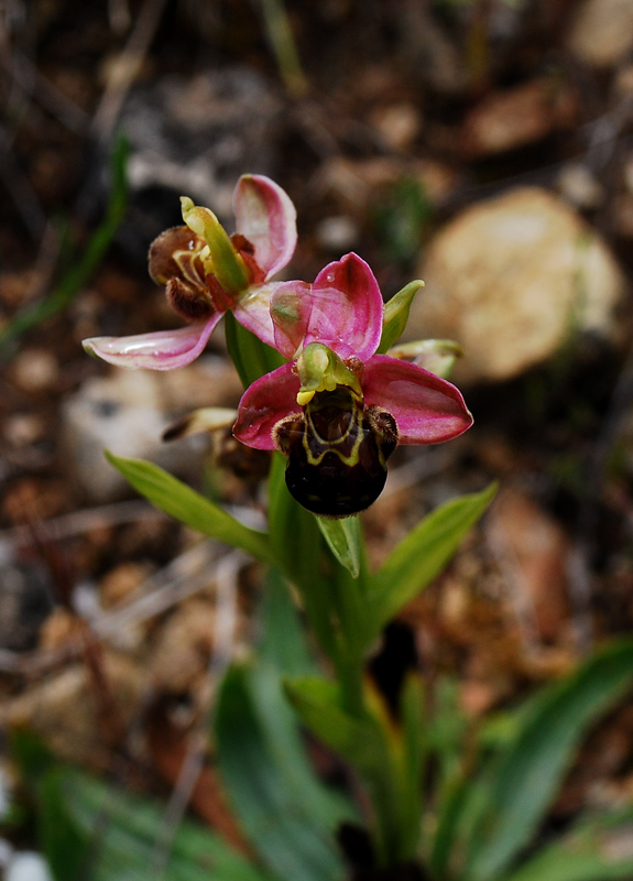 Apifera a sepali porporini -Monte Santavenere-Sicilia