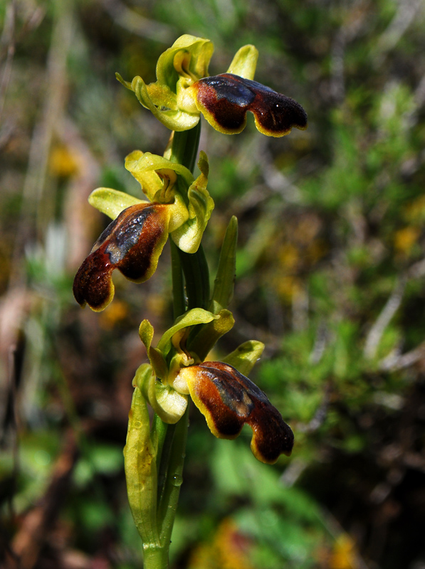 Ophrys. calocaerina