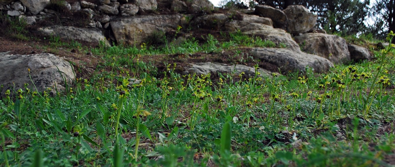 Prati di Ophrys fusca.