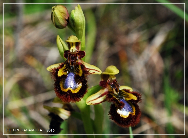 Ophrys speculum