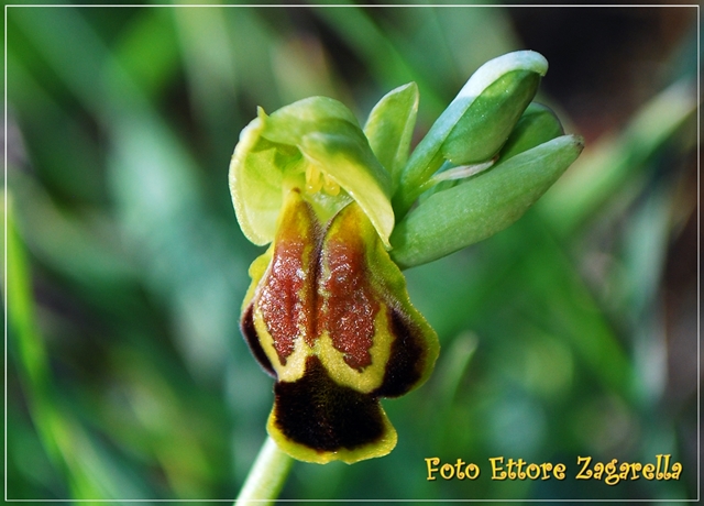 Ophrys calocaerina