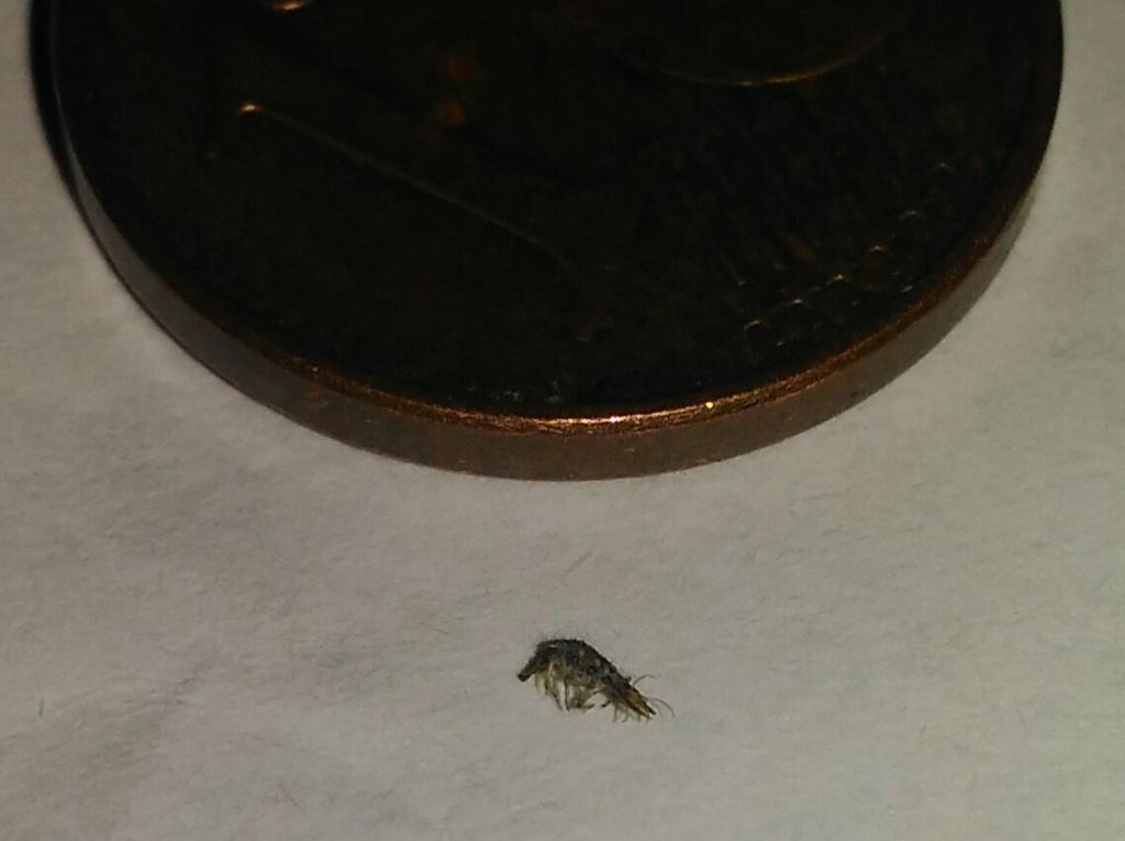 Aiuto, per favore...insettino con grandi mascelle: Larva neonata di Chrysoperla sp.