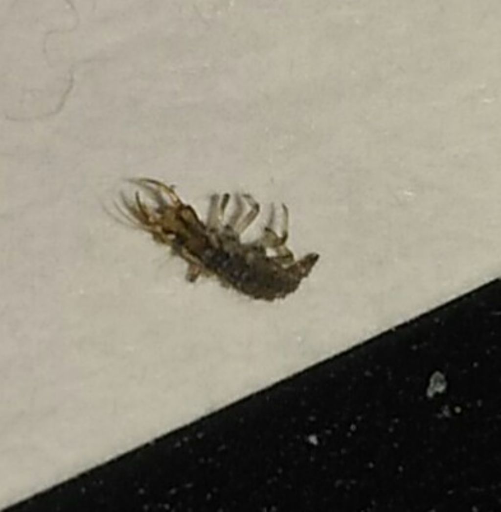 Aiuto, per favore...insettino con grandi mascelle: Larva neonata di Chrysoperla sp.