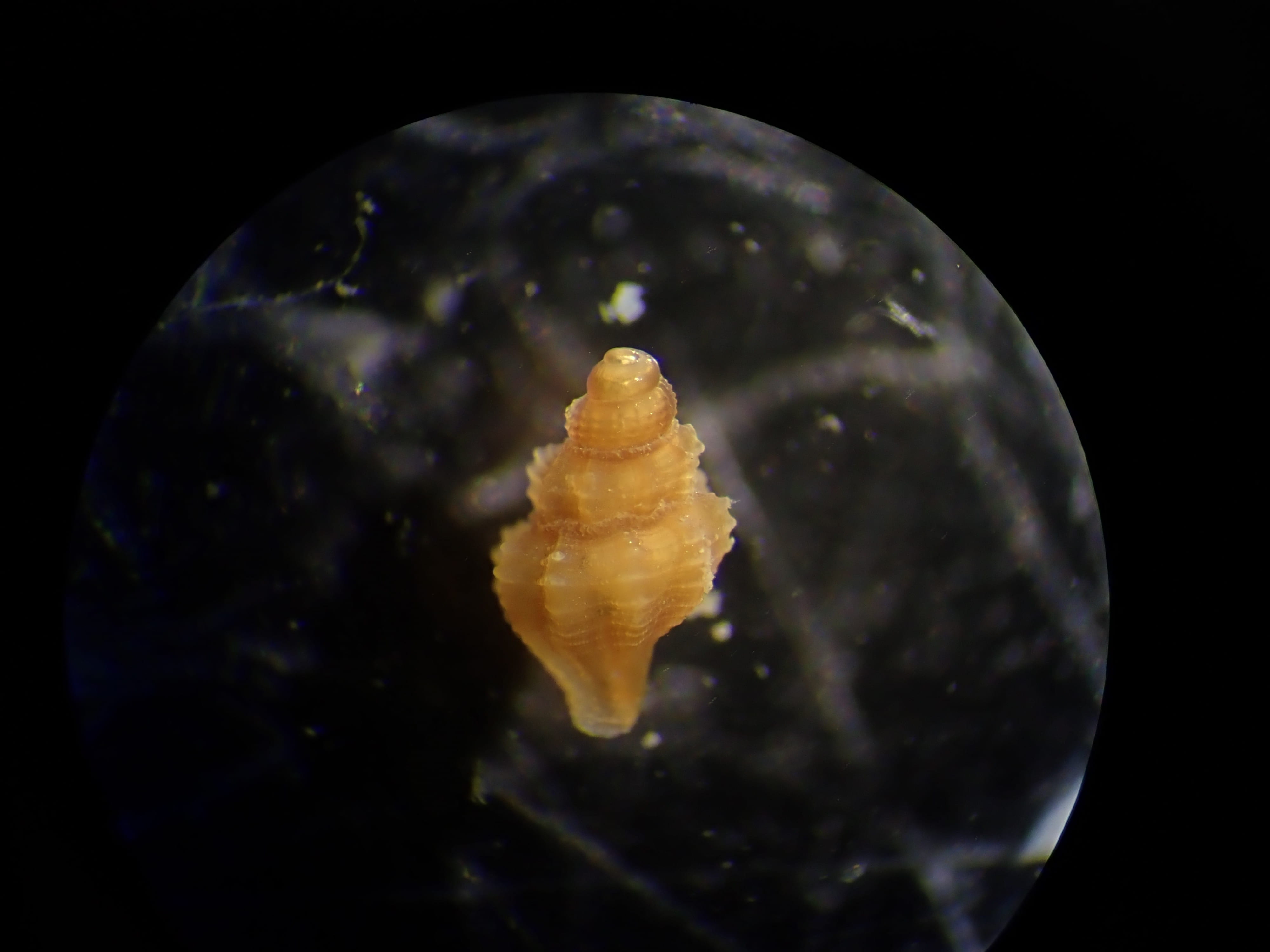 Muricidea ID