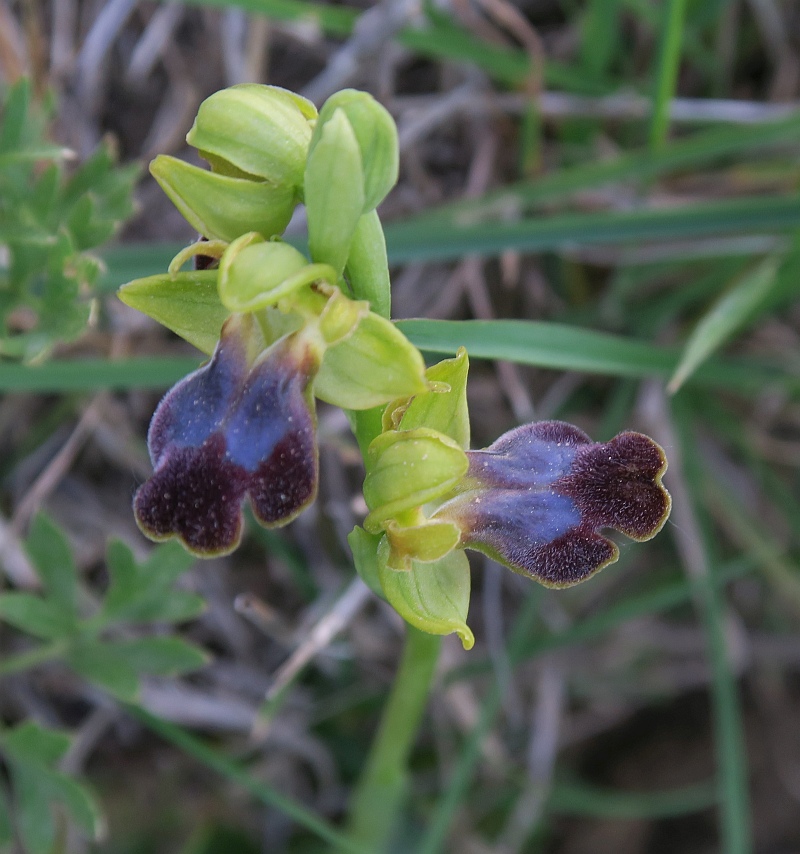 Ophrys sp. (obaesa/sulcata) da Sicilia