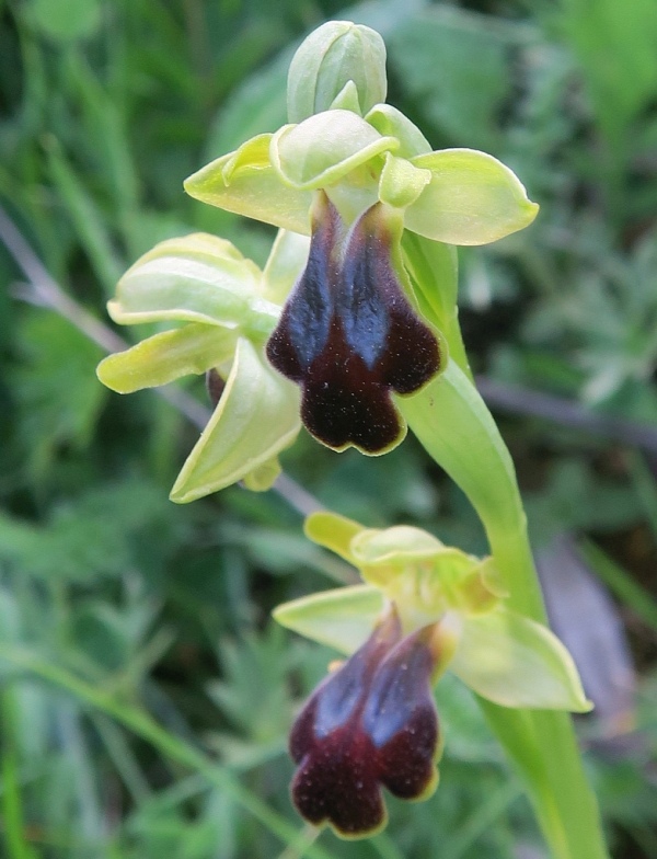 Ophrys sp. (obaesa/sulcata) da Sicilia