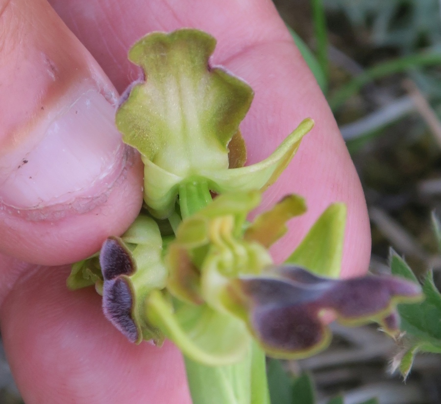 Ophrys sp. (obaesa/sulcata) da Sicilia