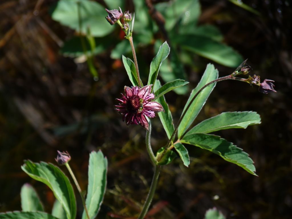 Potentilla palustris / Cinquefoglia delle paludi