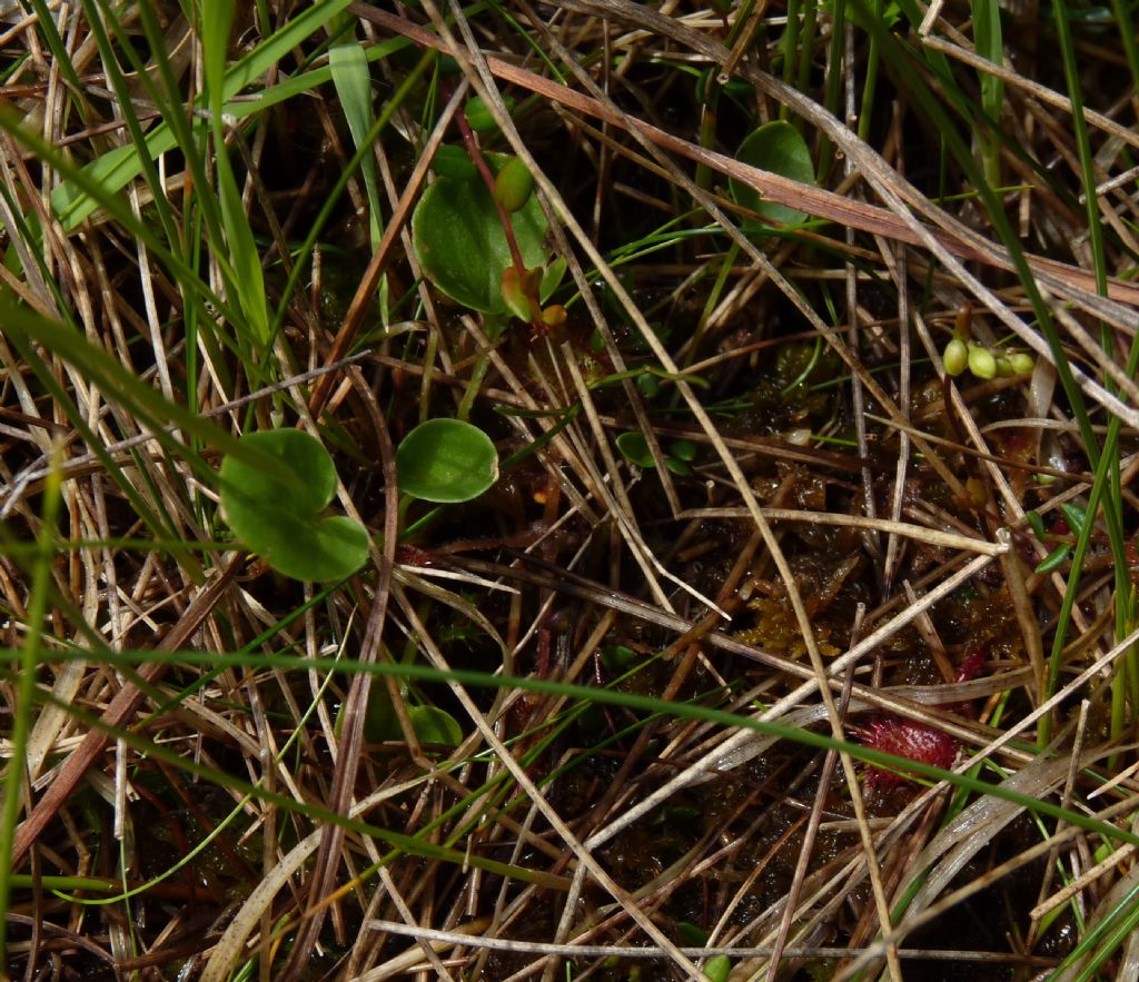 Pianta di torbiera - Parnassia palustris
