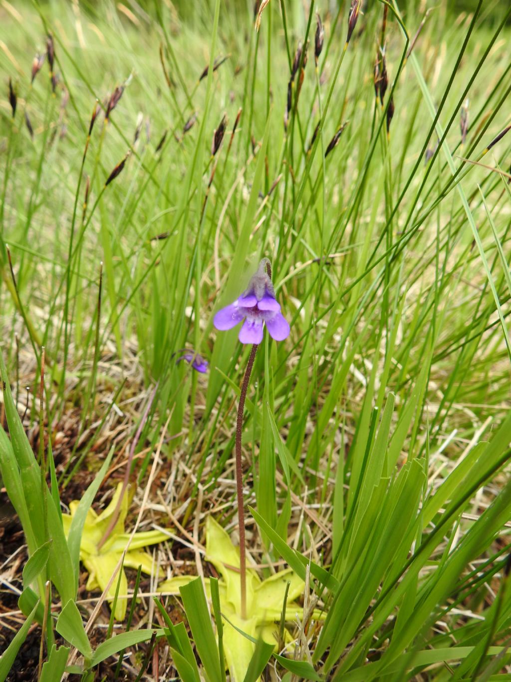 Pinguicula