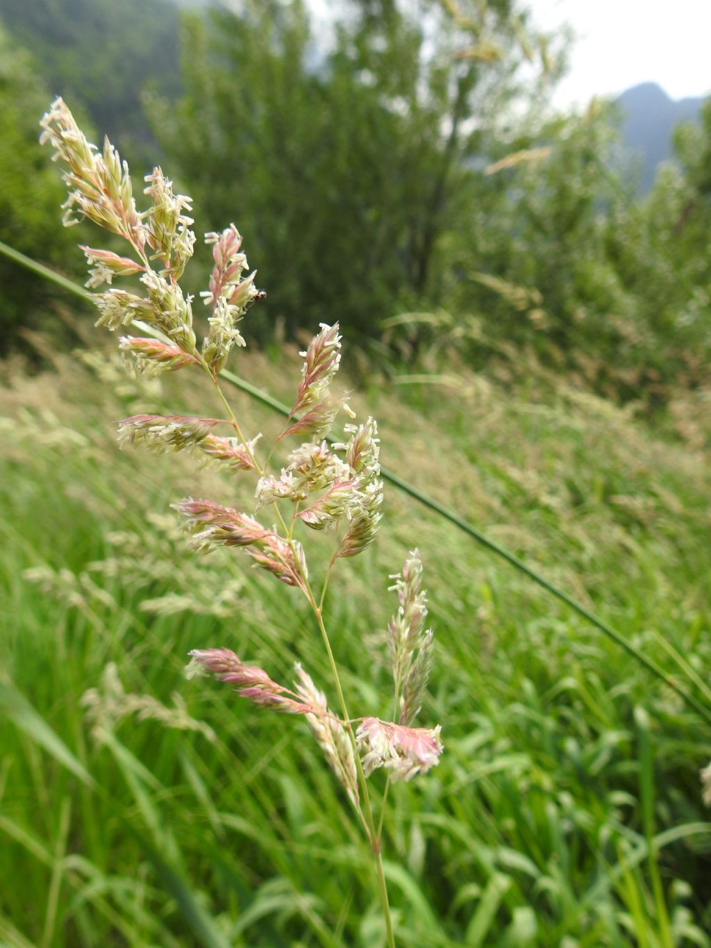 Poaceae: Phalaroides (=Typhoides) arundinacea