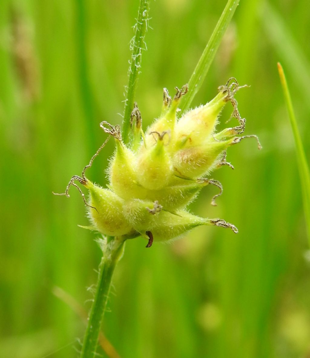 Carex hirta e Eleocharis palustris (Cyperaceae)