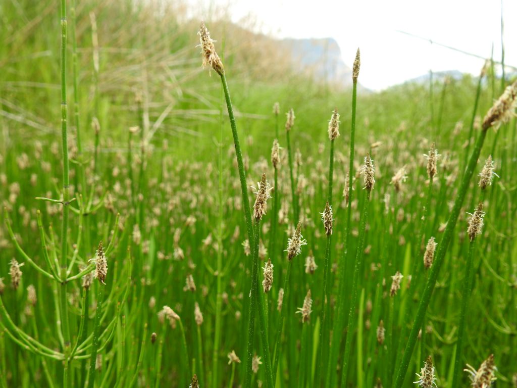 Carex hirta e Eleocharis palustris (Cyperaceae)