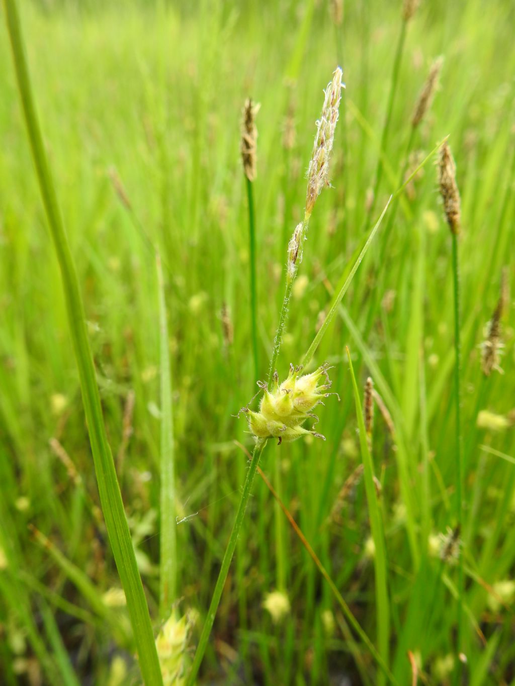 Carex hirta e Eleocharis palustris (Cyperaceae)