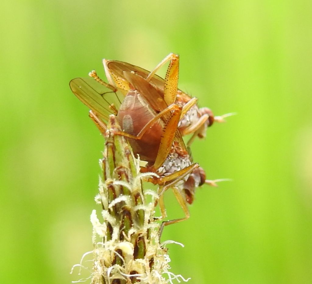 Da identificare: fam. Sciomyzidae