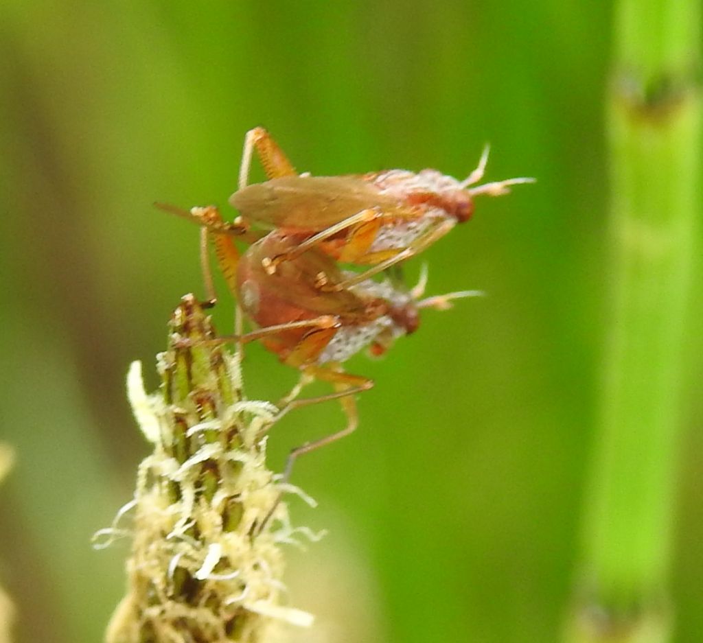 Da identificare: fam. Sciomyzidae