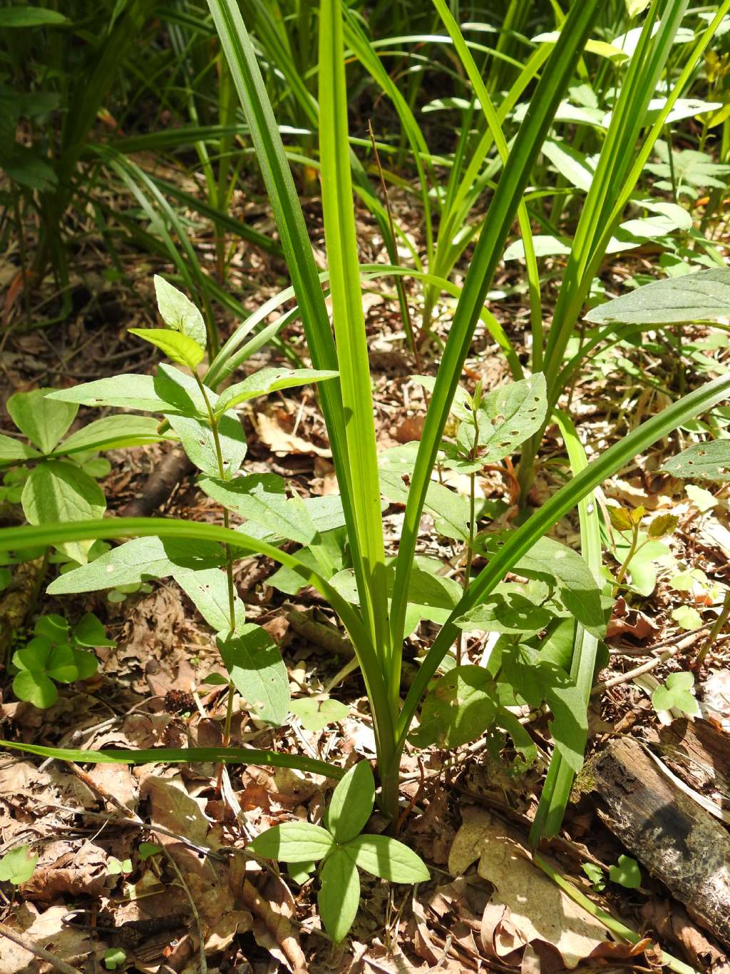 Cyperus cfr. esculentus (Cyperaceae)