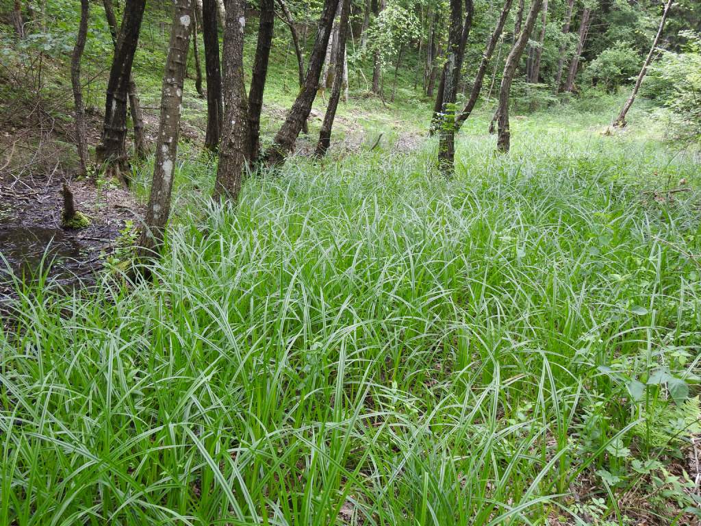 Cyperus cfr. esculentus (Cyperaceae)