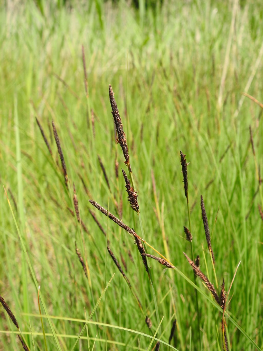 Carex da determinare