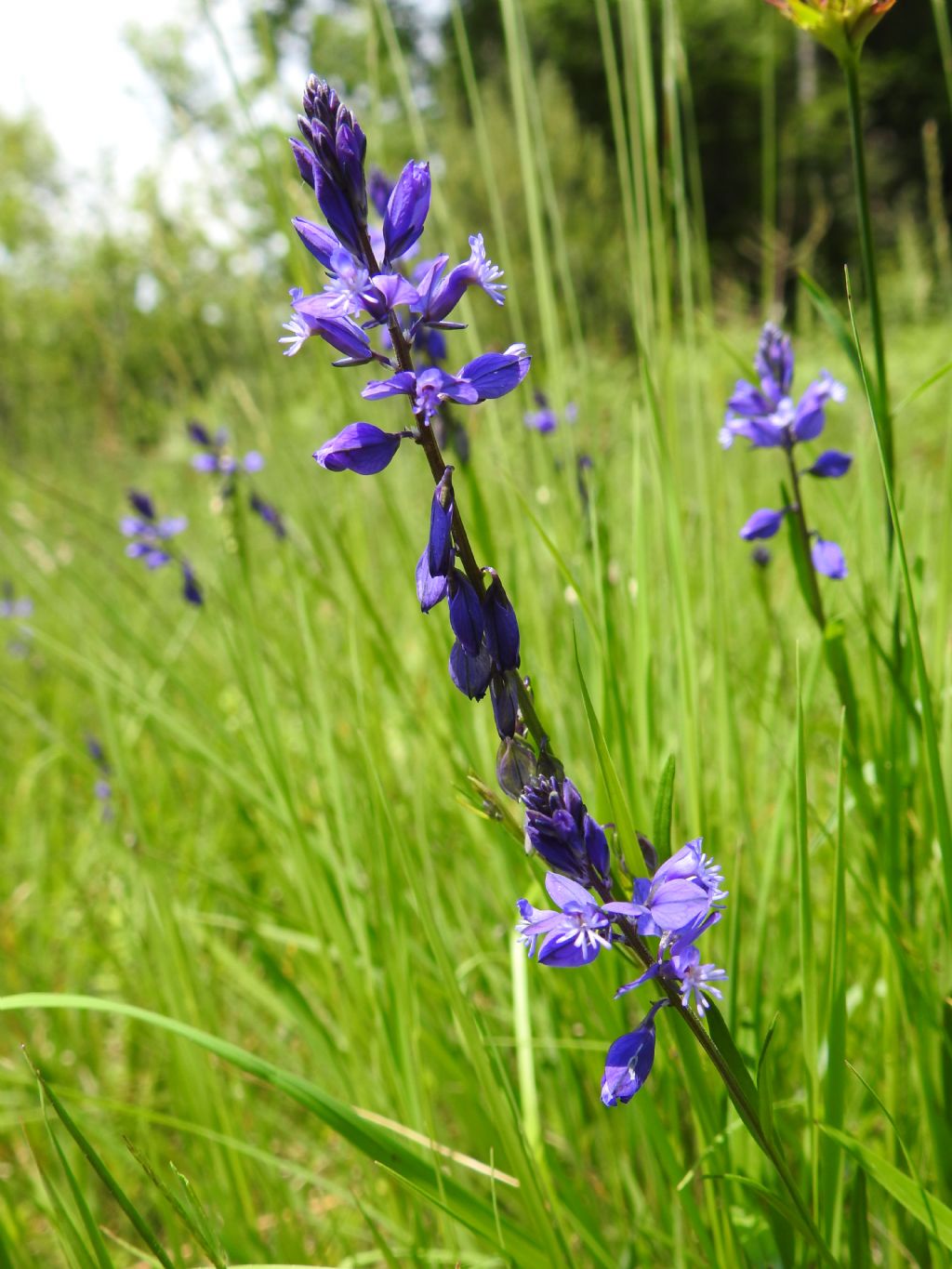 Polygala da determinare