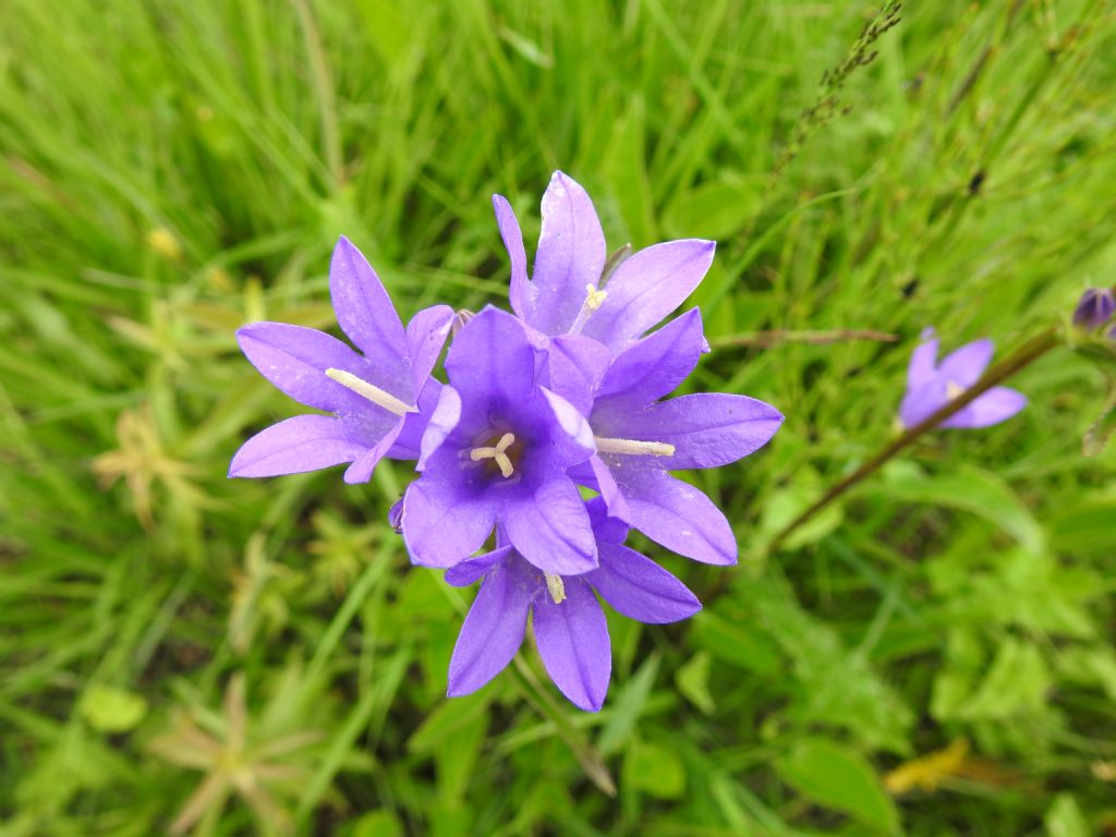 Campanulaceae: Campanula glomerata