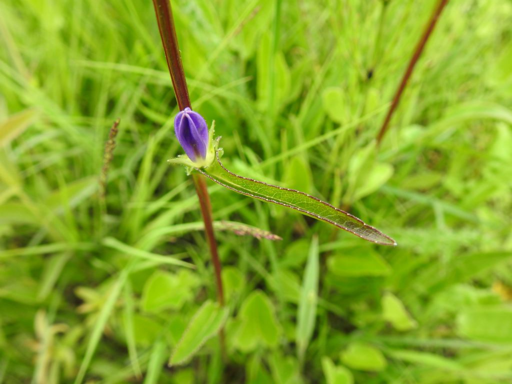 Campanulaceae: Campanula glomerata