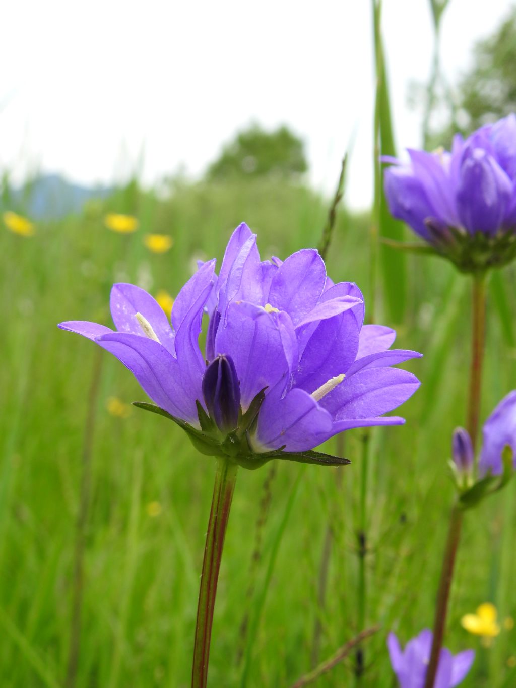 Campanulaceae: Campanula glomerata