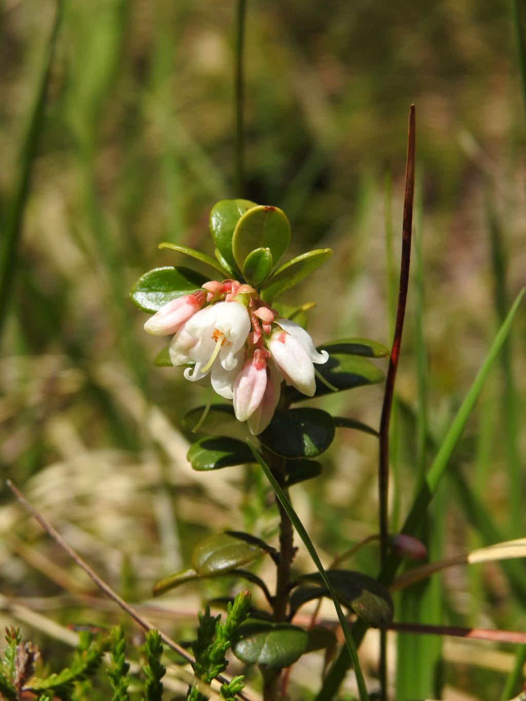 Vaccinium vitis-idaea?