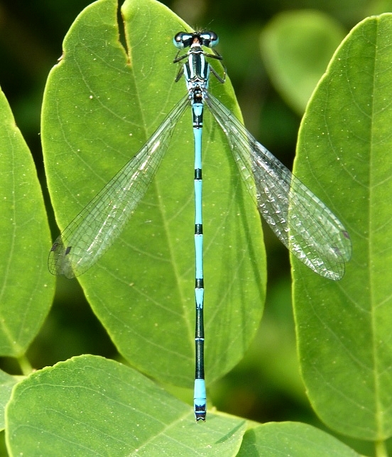 Conferma Coenagrion pulchellum - no, C. puella