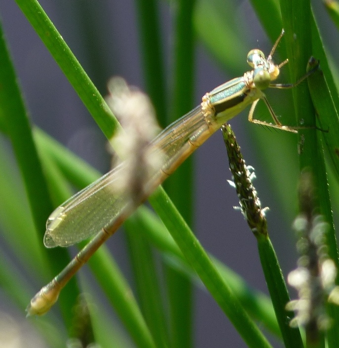 Lestes spagnolo (barbarus?)