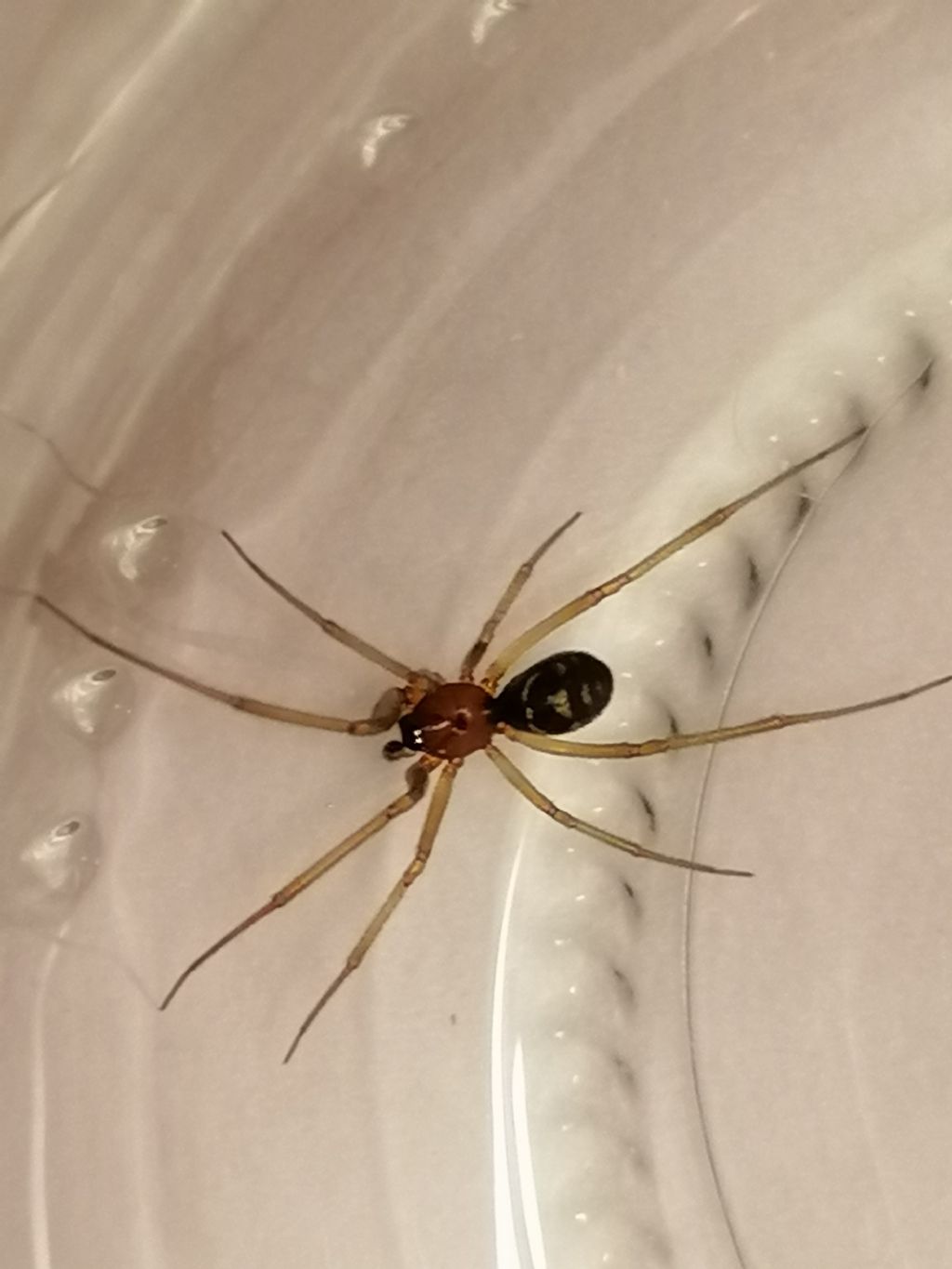 Steatoda grossa, maschio - Lucca