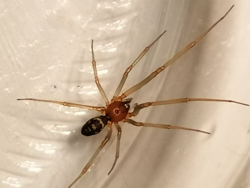 Steatoda grossa, maschio - Lucca