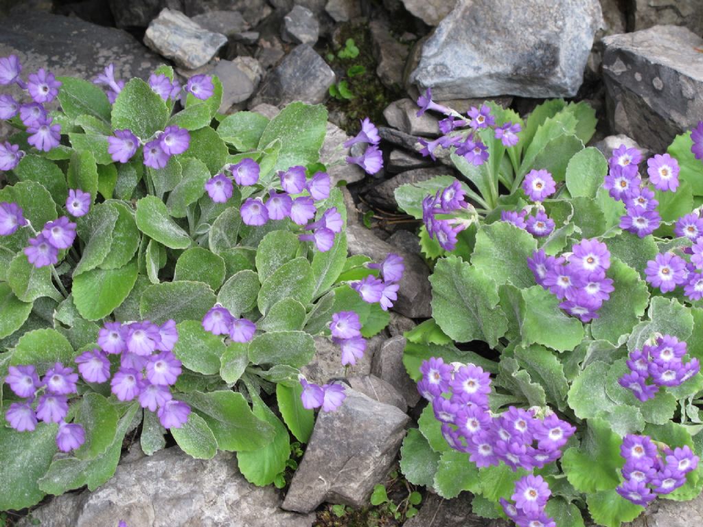 In Val d''Ancogno ad ammirare la Primula albenensis