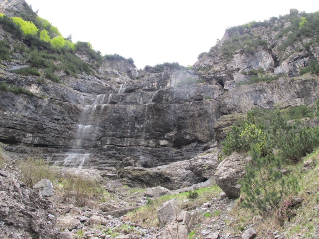 In Val d''Ancogno ad ammirare la Primula albenensis