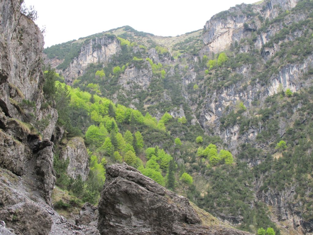 In Val d''Ancogno ad ammirare la Primula albenensis