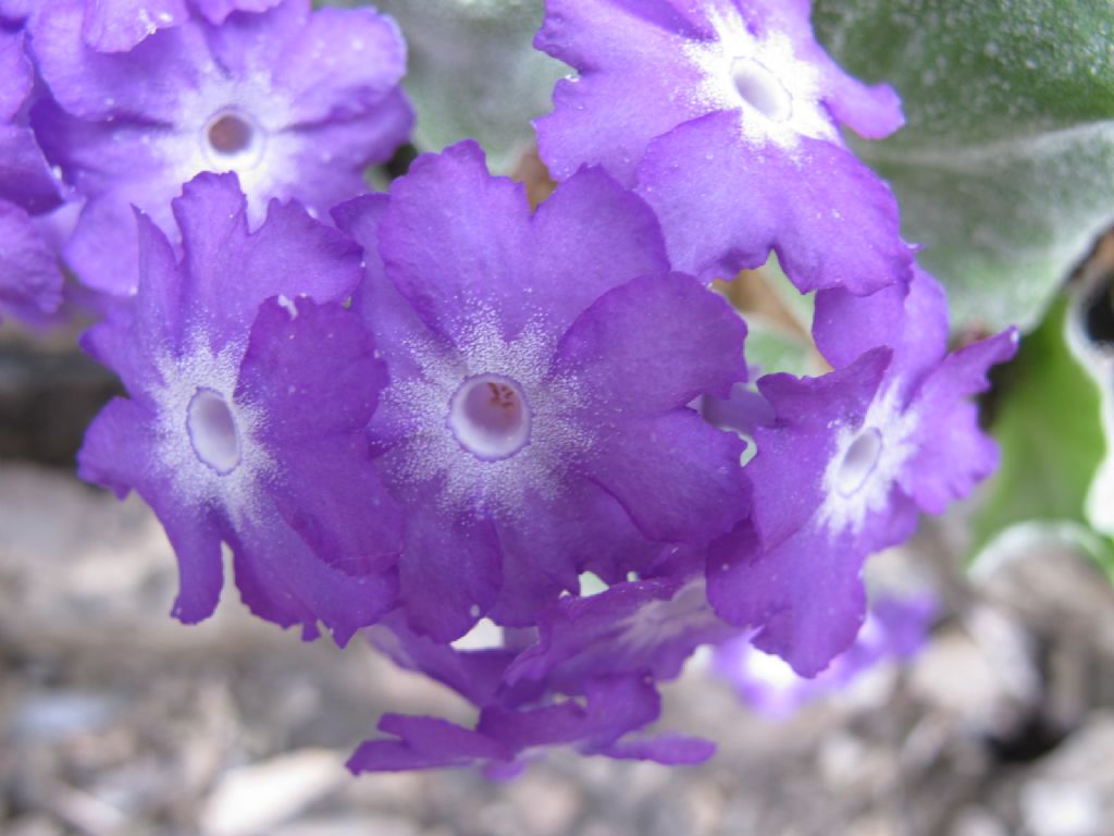 In Val d''Ancogno ad ammirare la Primula albenensis