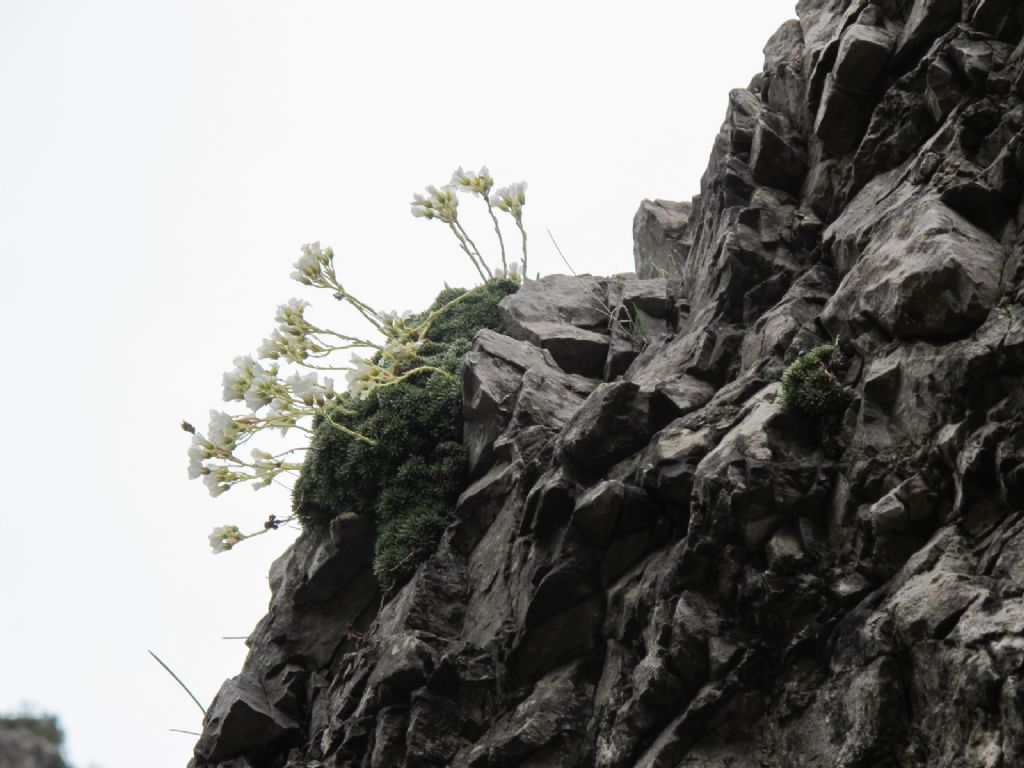 In Val d''Ancogno ad ammirare la Primula albenensis