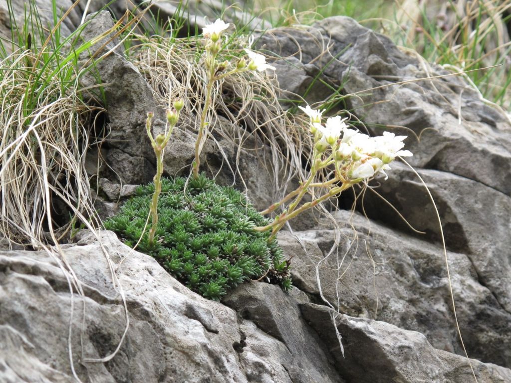 In Val d''Ancogno ad ammirare la Primula albenensis