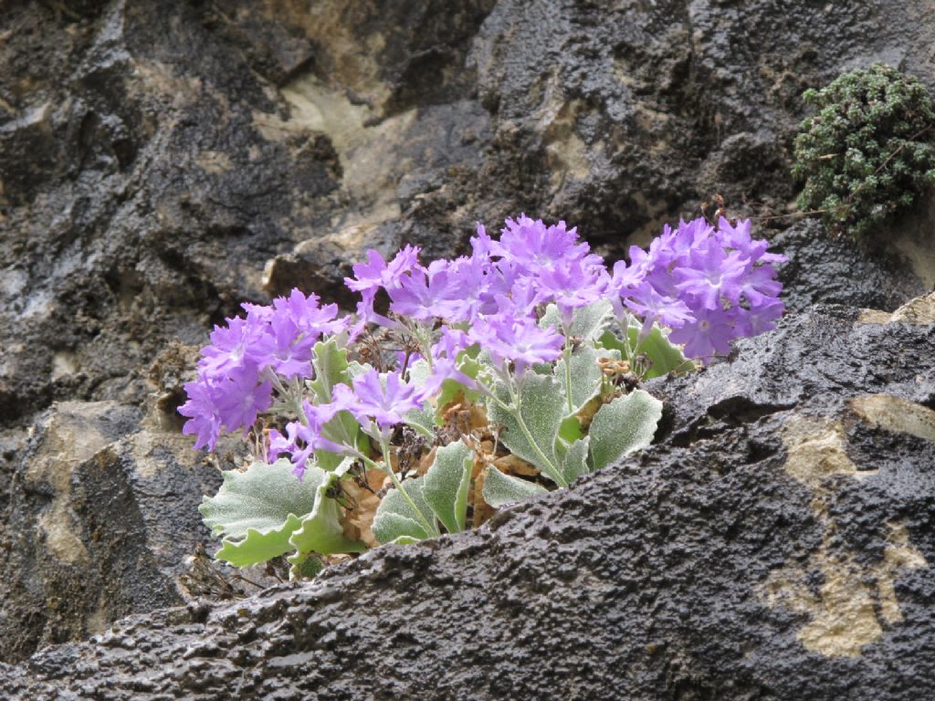 In Val d''Ancogno ad ammirare la Primula albenensis